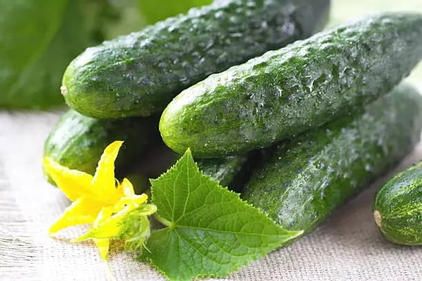 تصویر 1 از قیمت خرید خیار سبز بوته ای عمده به صرفه و ارزان